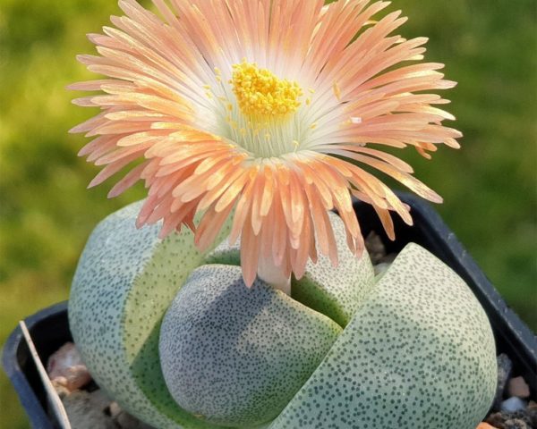 Pleiospilos nelii - 10 Korn