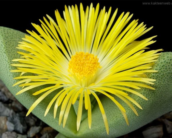 Pleiospilos bolusii - 25 Korn
