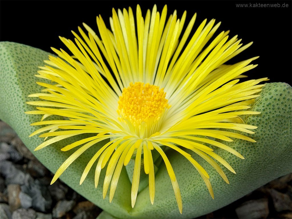Pleiospilos bolusii 25 Korn Kakteenweb.de