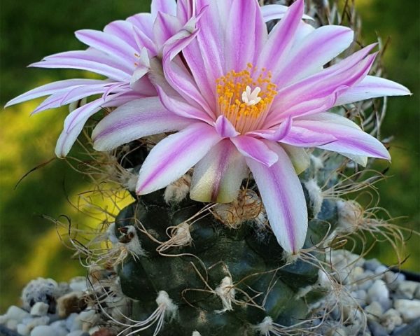 Turbinicarpus pseudomacrochele