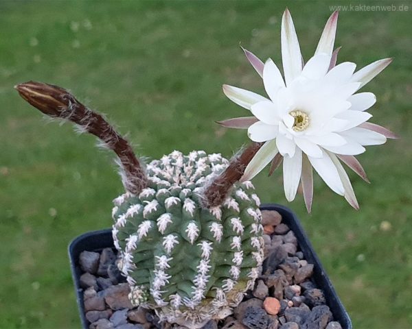 Pygmaeocereus bieblii