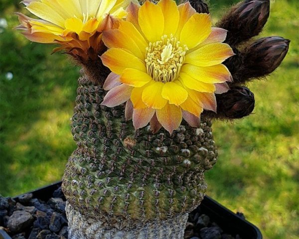 Reicheocactus pseudoreicheanus - 25 Korn