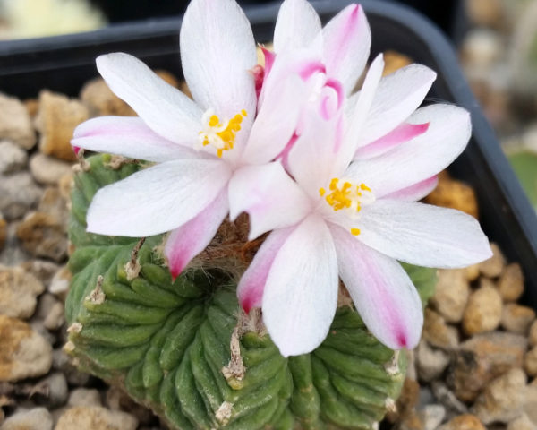 Aztekium ritteri