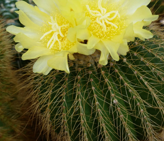 Notocactus schumannianus - 25 Korn