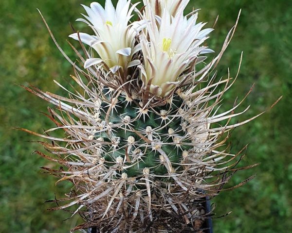 Toumeya papyracantha RP 50 - 10 Korn