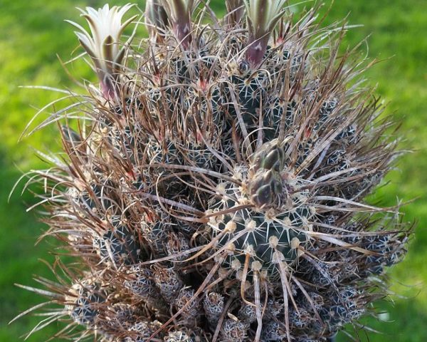 Toumeya papyracantha SB 1914 - 10 Korn