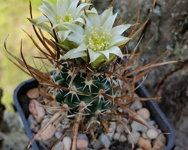 Toumeya papyracantha FH 086 - 10 Korn