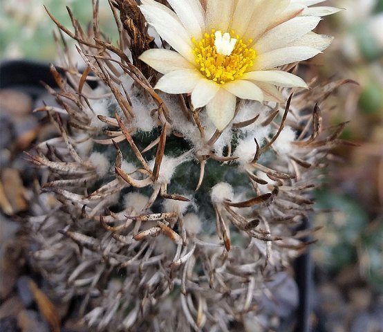 Turbinicarpus flaviflorus - 25 Korn