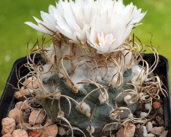 Turbinicarpus rioverdensis - 10 Korn