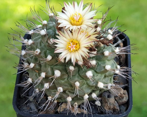 Turbinicarpus swobodae - 25 Korn