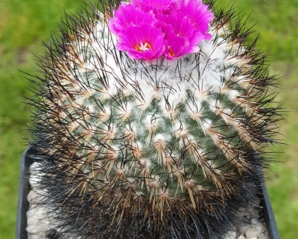 Gymnocactus viereckii - 25 Korn
