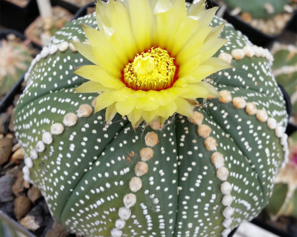 Astrophytum asterias - 25 Korn