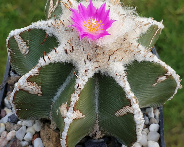 Aztekium hintonii - 10 Korn