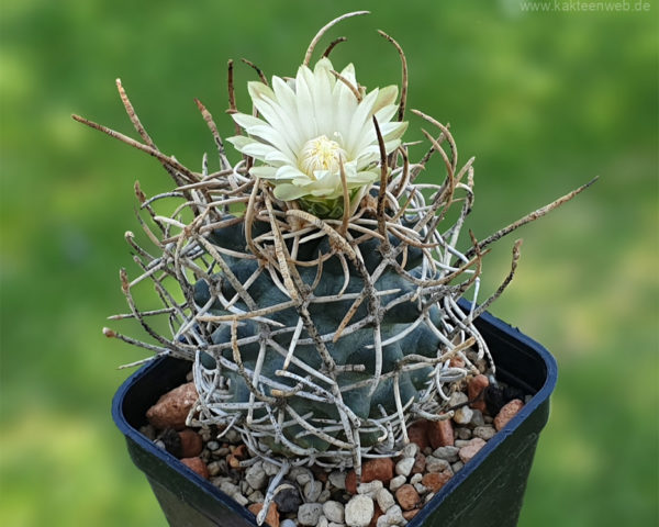 Pediocactus peeblesianus f. menzelii JB 2 - 10 Korn