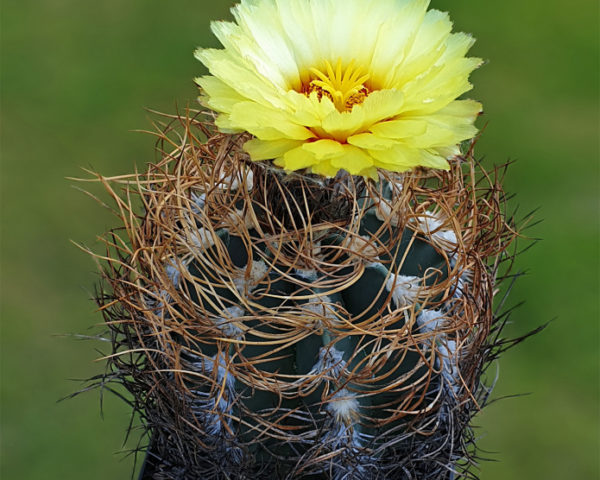 Astrophytum senile var. aureum - 25 Korn