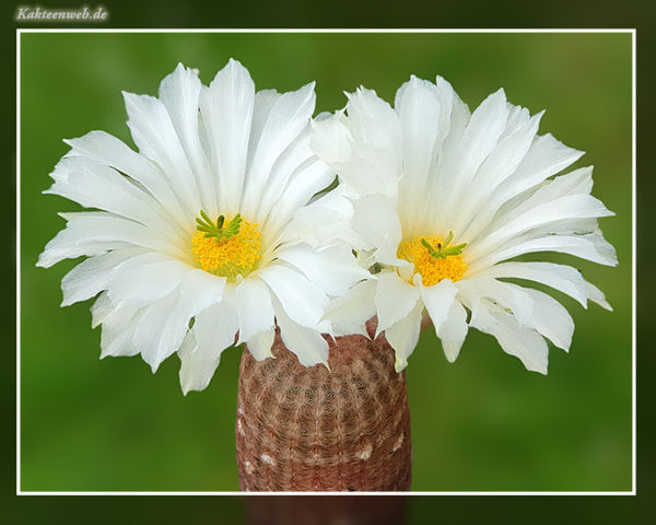 Echinocereus rigidissimus ssp. rubispinus cv. "Karl Werner Beisel"