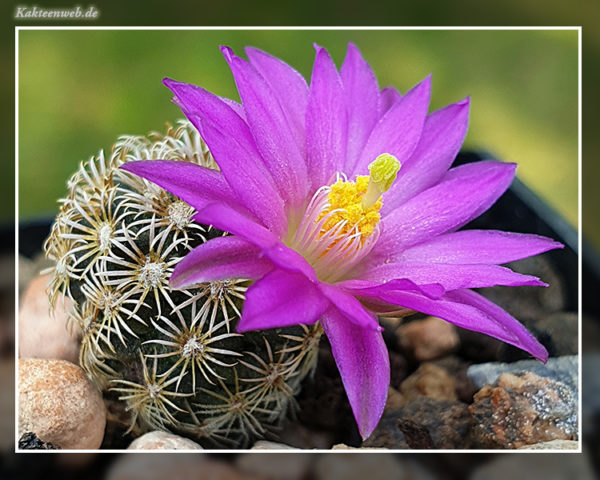 Mammillaria hernandezii