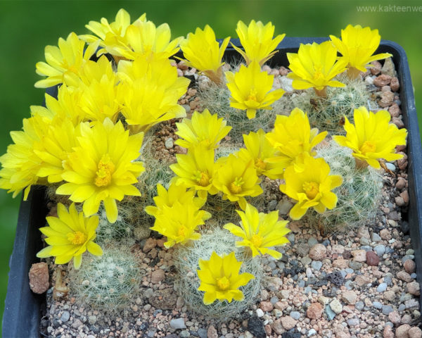 Mammillaria baumii