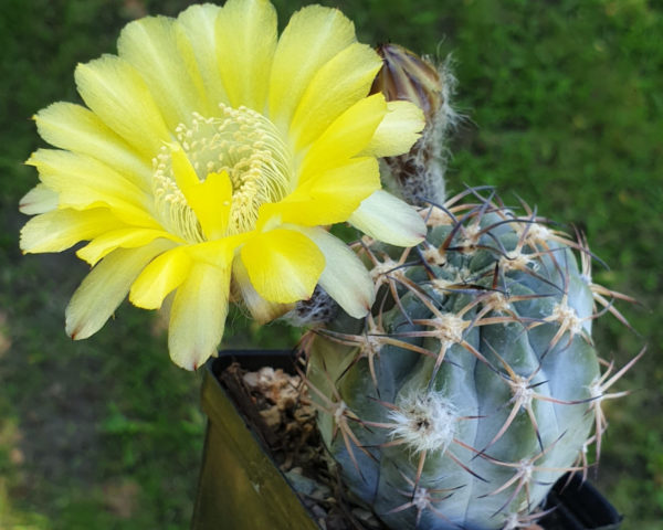 Acanthocalycium glaucum P 394 - 25 Korn