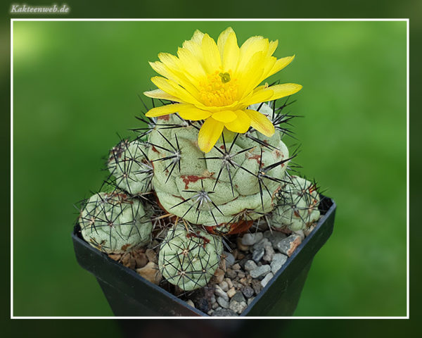 Ortegocactus macdougallii - 10 Korn