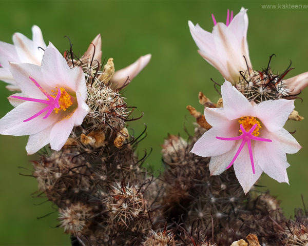 Mammillaria yaquensis - 10 Korn