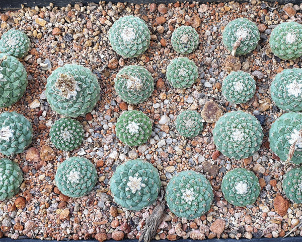 Strombocactus disciformis