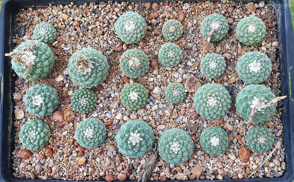 Strombocactus disciformis – Kakteenweb.de
