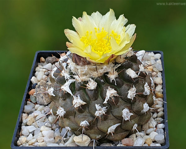 Copiapoa esmeraldana FR 1457