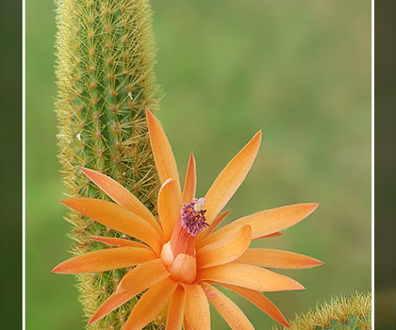 Hildewintera aureispina