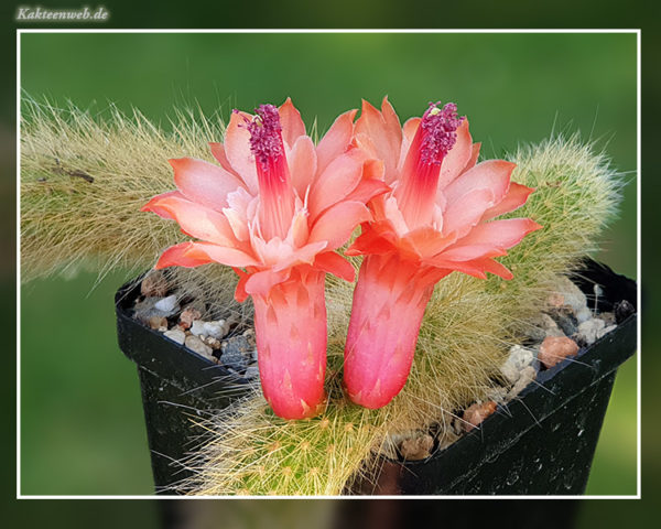 Hildewintera colademononis