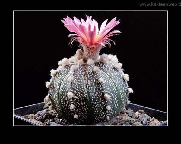 Astrophytum asterias Hybride (rote Blüte) - 10 Korn