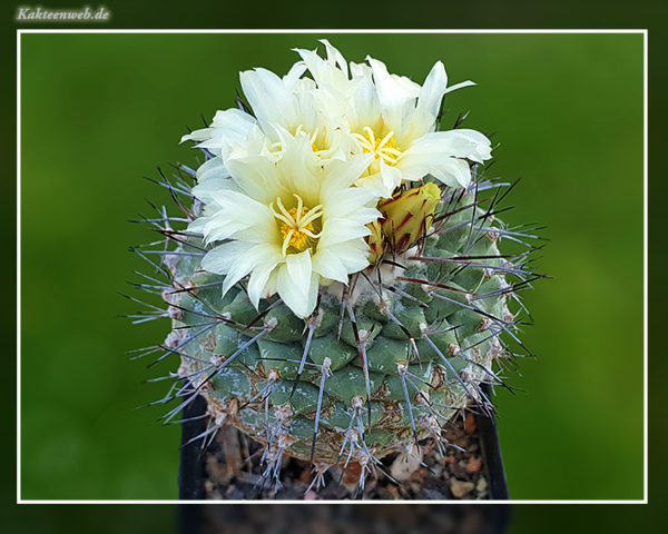 Strombocactus corregidorae - 25 Korn