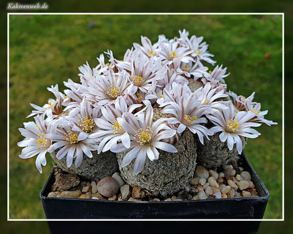 Mammillaria sanchez-mejoradae - 10 Korn