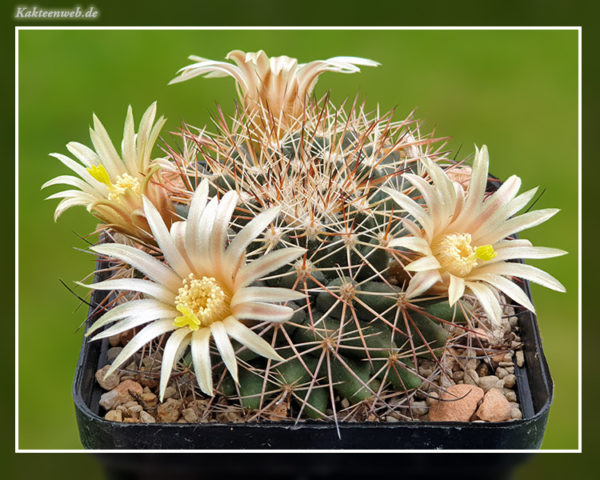 Mammillaria heyderi var. macdougalii - 25 Korn