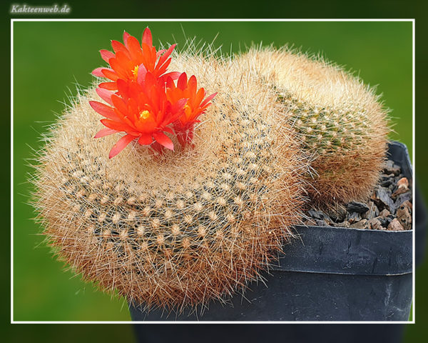 Notocactus haselbergii