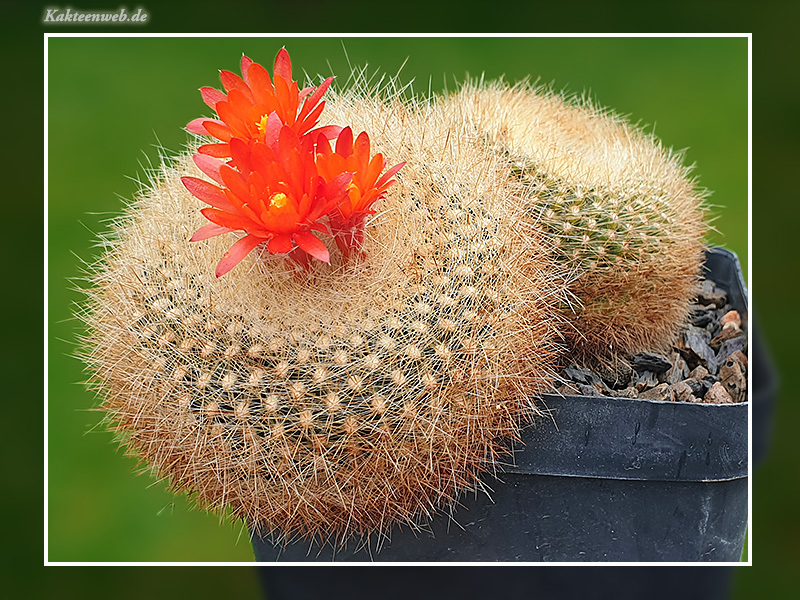 Notocactus haselbergii Kakteenweb.de