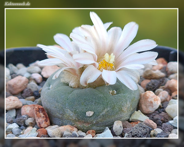 Lophophora alberto-vojtechii - 10 Korn