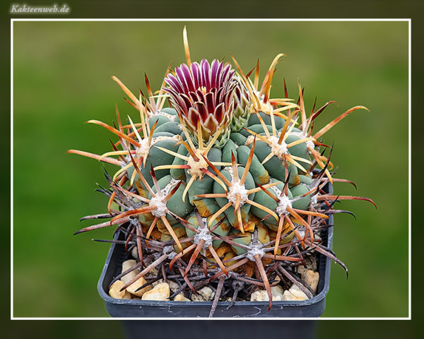 Glandulicactus mathssonii