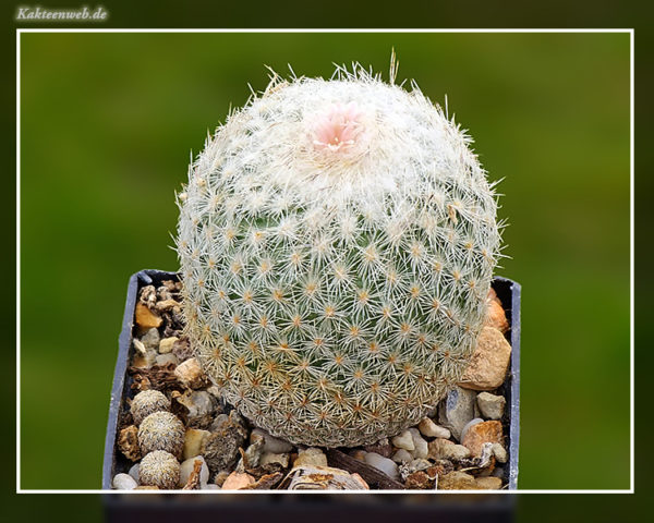 Epithelantha petri - 10 Korn