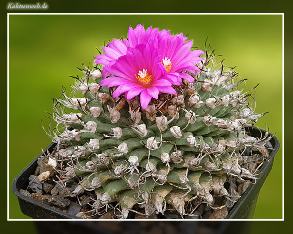 Turbinicarpus alonsoi - 10 Korn