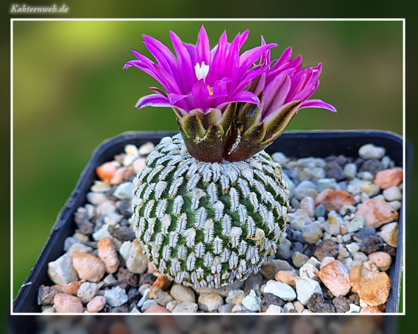 Turbinicarpus pseudopectinatus subsp. jarmilae - 10 Korn