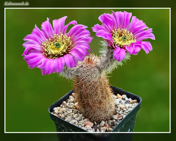 Echinocereus reichenbachii ssp. perbellus RP 121
