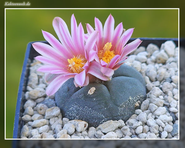 Lophophora alberto-vojtechii VM 758 - 10 Korn