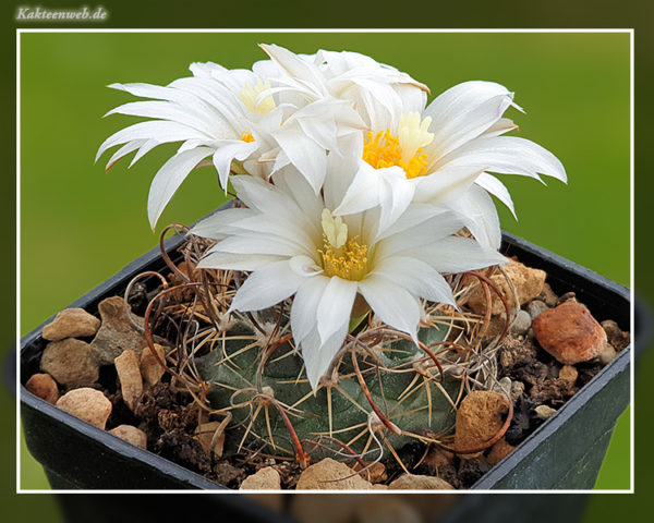 Turbinicarpus graminispinus - 10 Korn