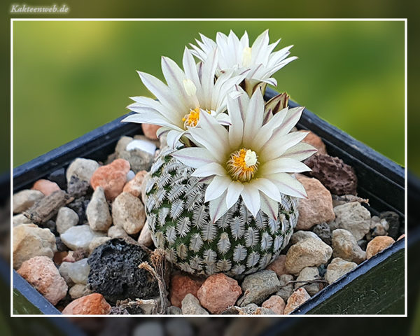 Turbinicarpus pseudopectinatus