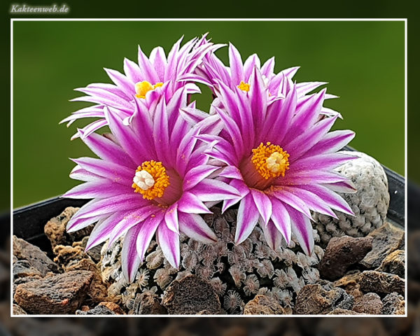Turbinicarpus valdezianus - 25 Korn