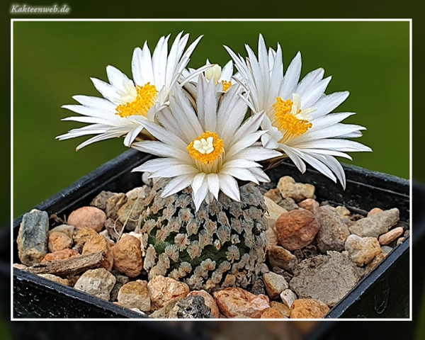 Turbinicarpus valdezianus var. albiflorus - 10 Korn