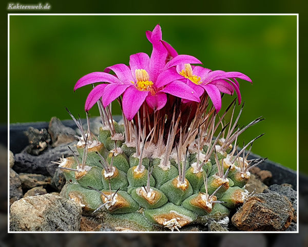 Strombocactus disciformis subsp. esperanzae