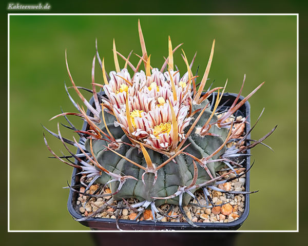 Echinofossulocactus coptonogonus SB 13