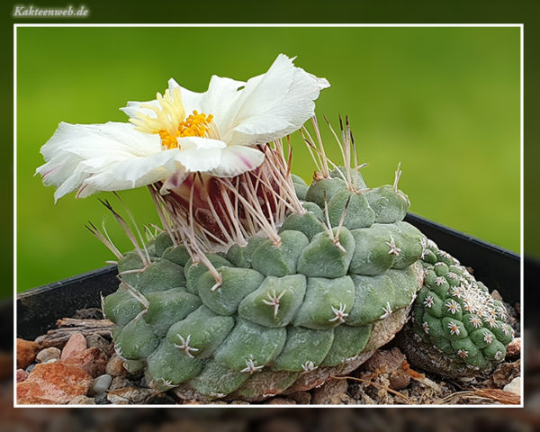 Strombocactus disciformis